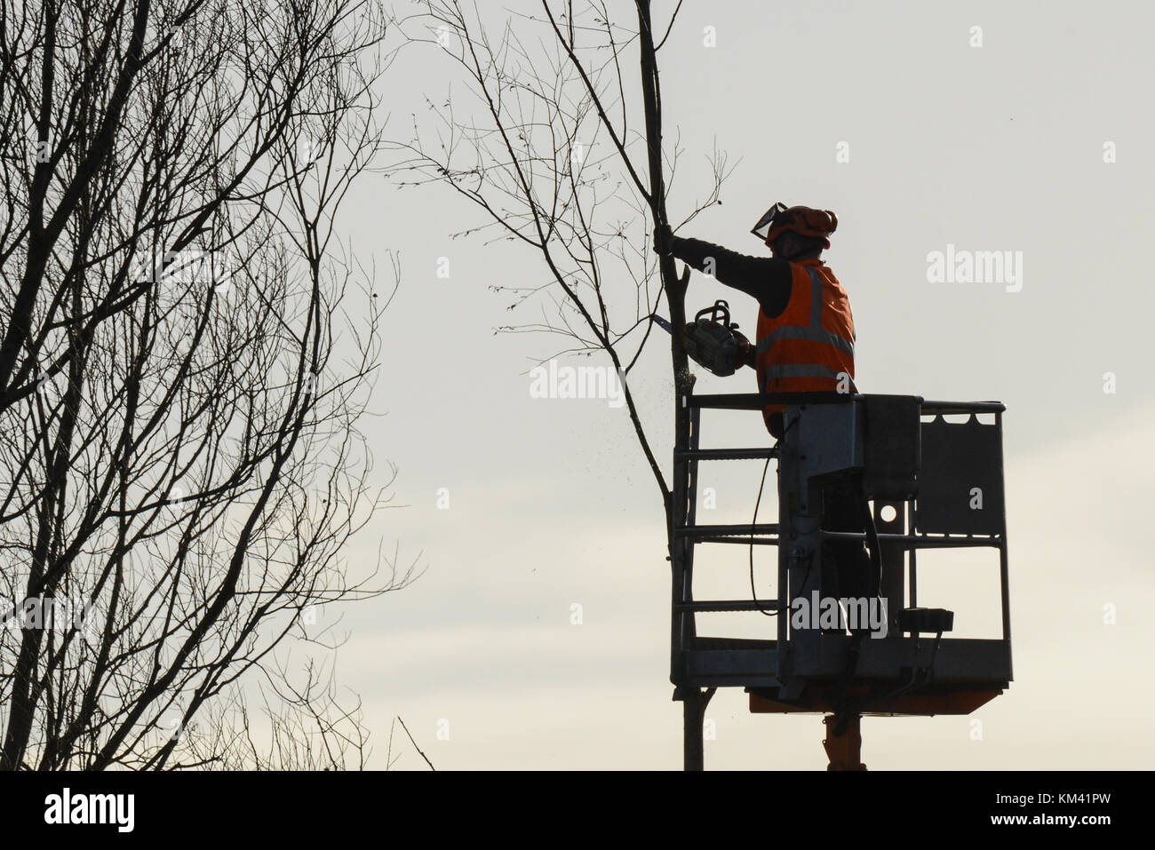 Tree climber avec scie et faisceau, bûcheron au travail Banque D'Images