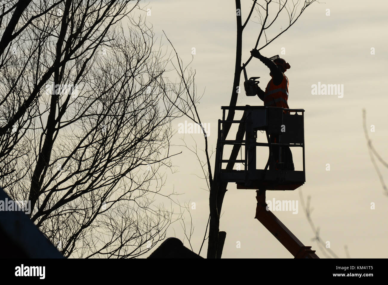 Tree climber avec scie et faisceau, bûcheron au travail Banque D'Images