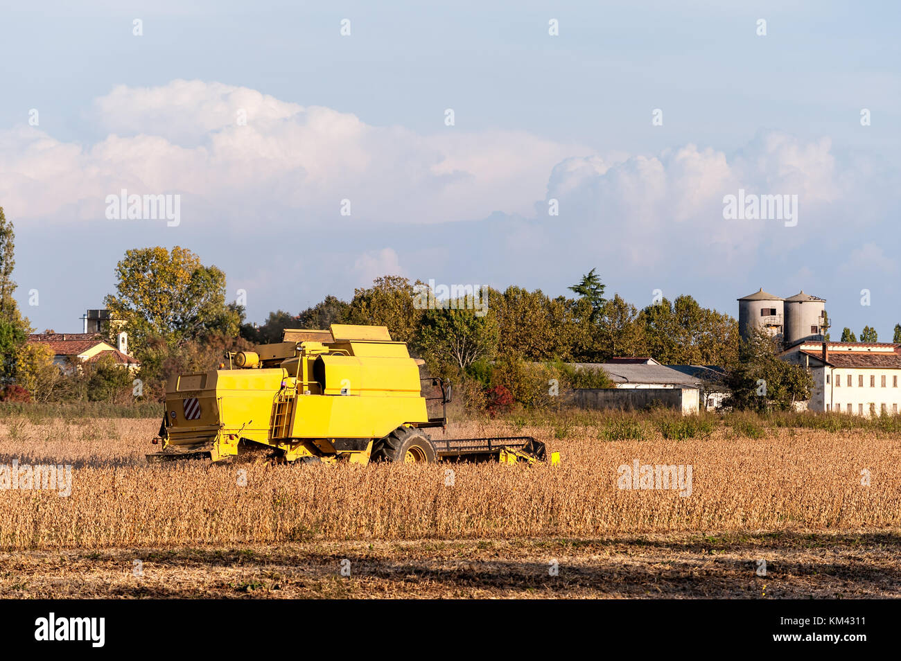 La récolte du champ de soja avec une moissonneuse-batteuse. Batteuse jaune. Banque D'Images