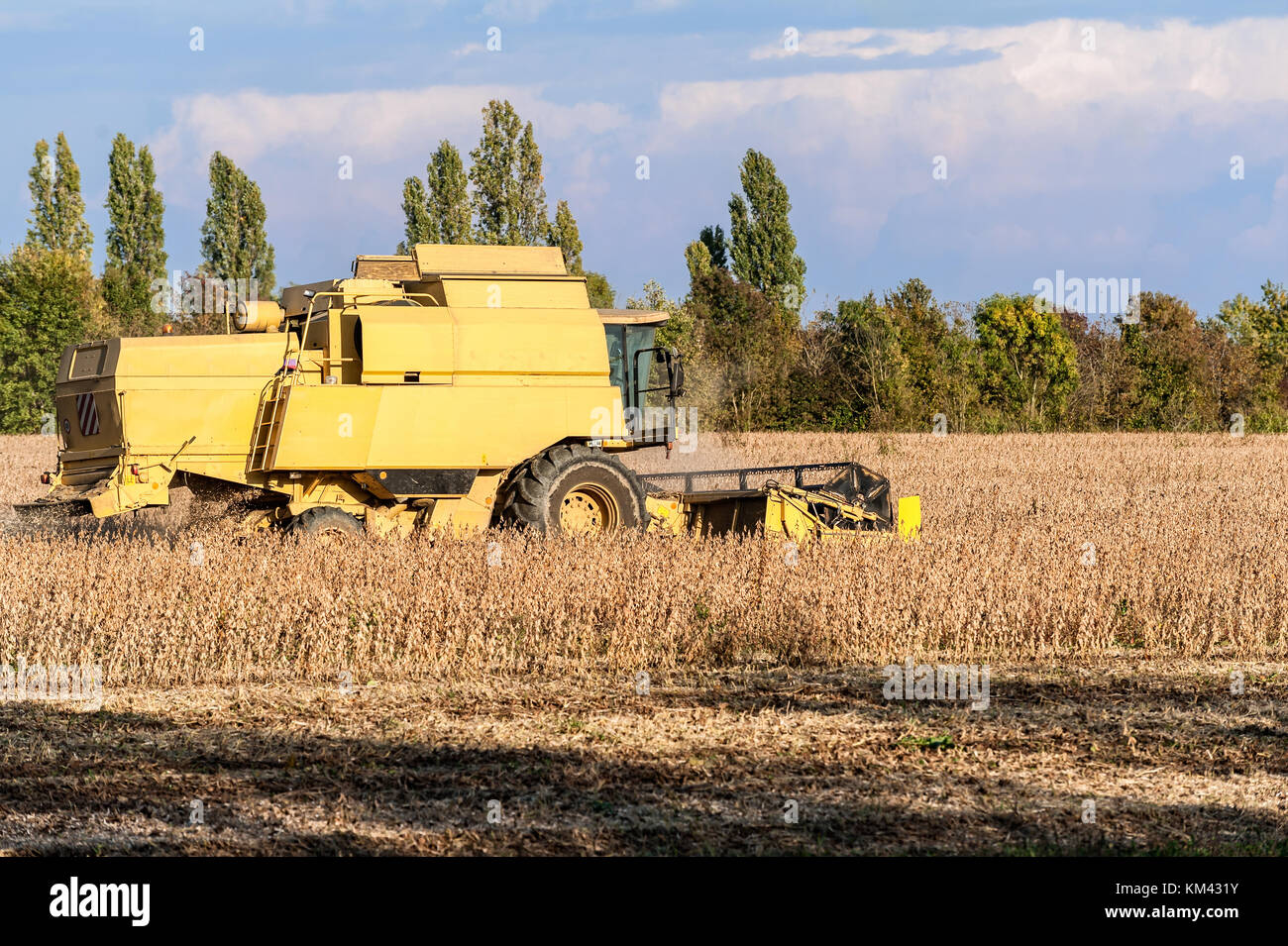 La récolte du champ de soya avec moissonneuse- batteuse jaune.. Banque D'Images