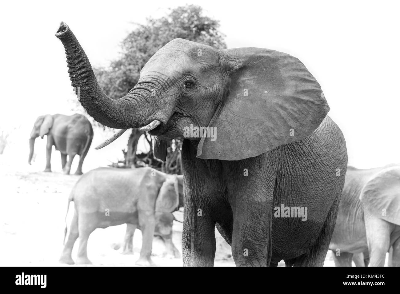 Portrait noir et blanc d'un africain éléphant chobe avec trunk Banque D'Images
