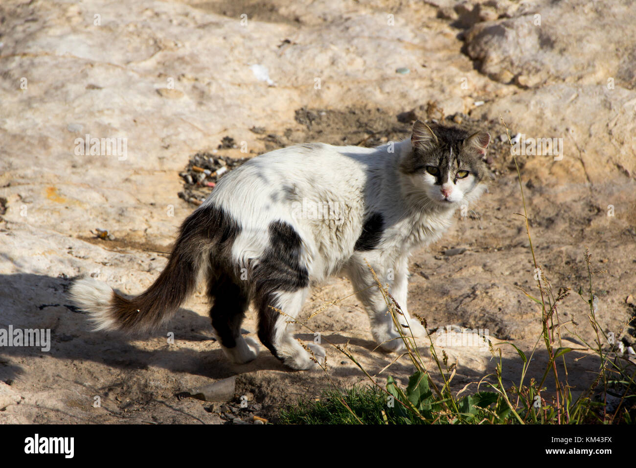 Un chat blanc avec des taches noires dans les roches permanent Banque D'Images