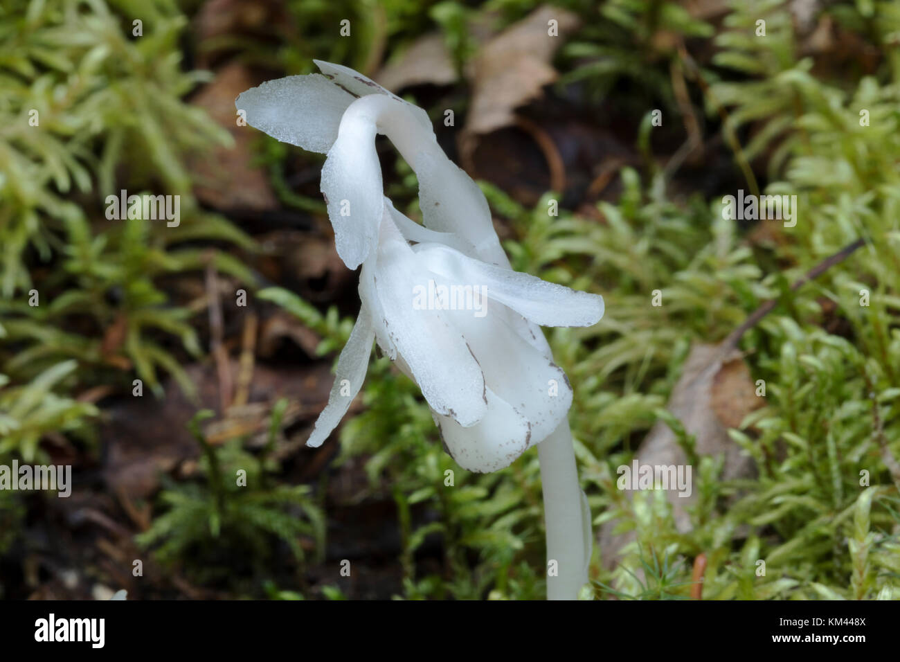 Indian pipe (Monotropa uniflora) croissant dans la forêt boréale, isle royal National park Banque D'Images