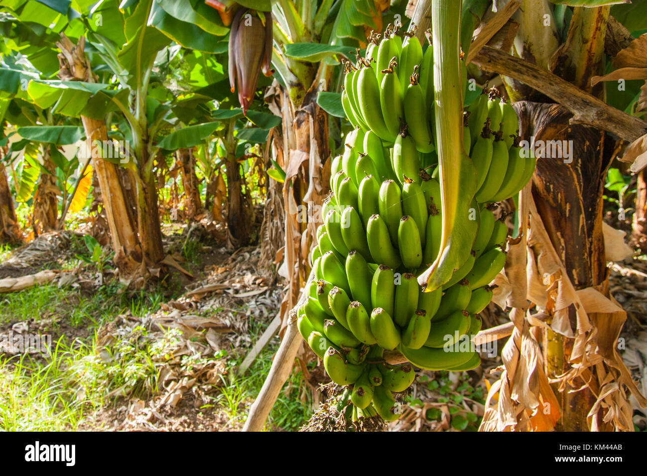 Plantation de bananes Banque D'Images