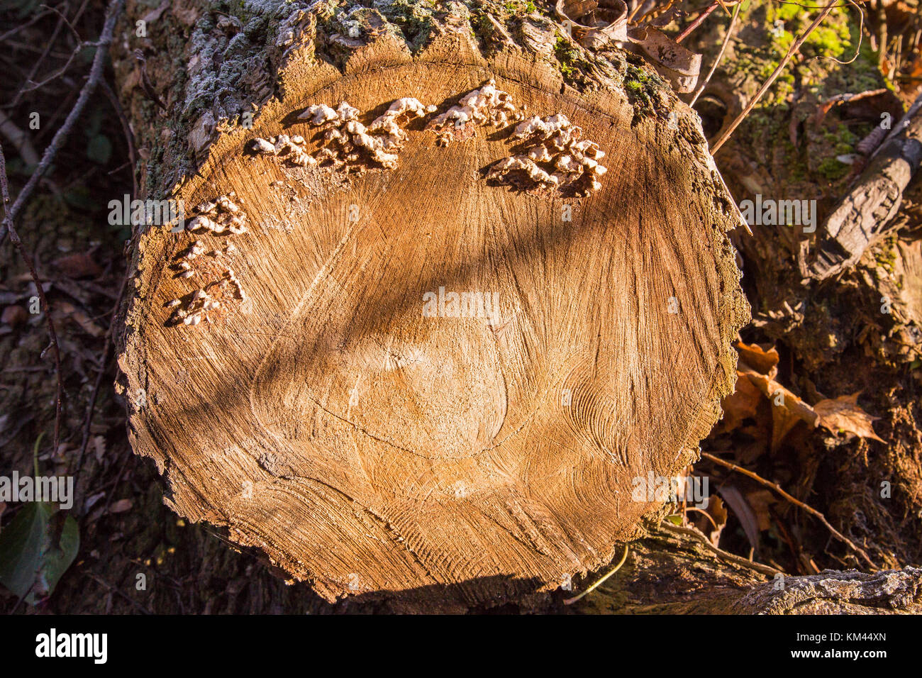 Maladie de l'arbre Banque de photographies et d’images à haute — free download