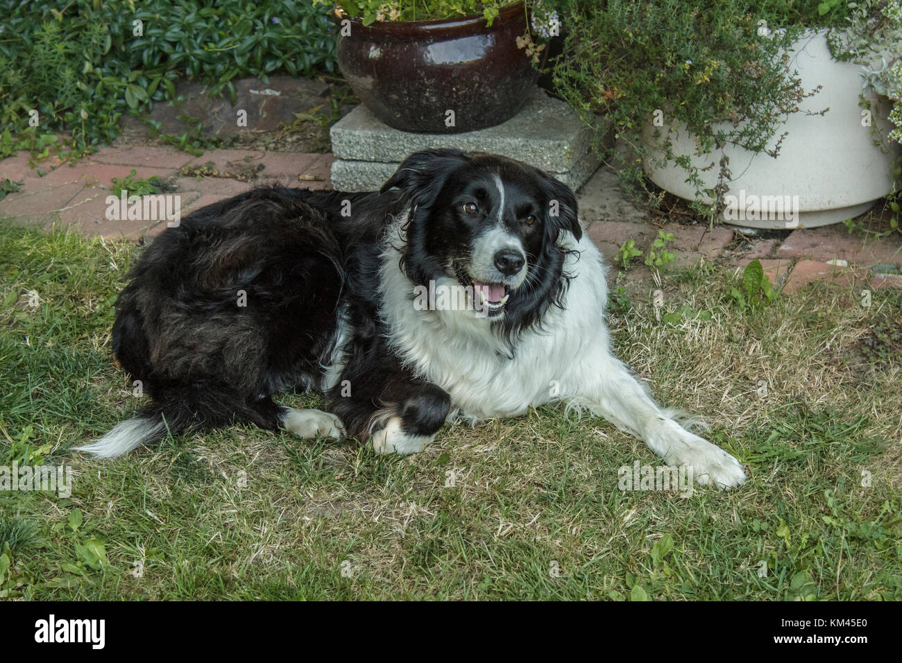 Un chien (border collie) se trouve sur l'herbe dans un jardin patio, bouche ouverte et la patte avant tendus, contemplant calmement et avec amour à quelqu'un hors caméra. Banque D'Images
