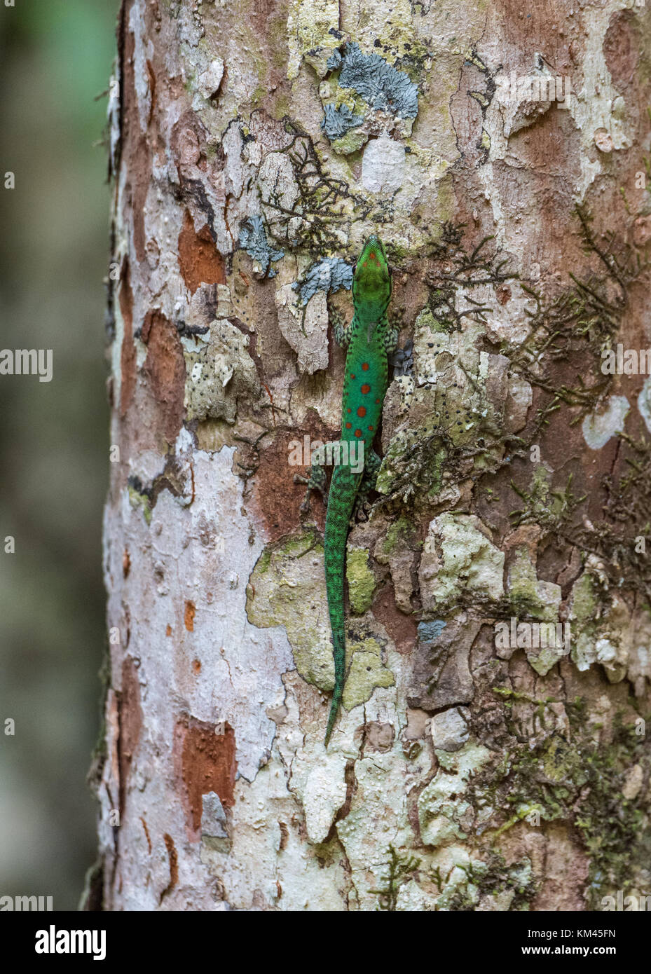 Un jour coloré gecko sur un tronc d'arbre. Madagascar, Afrique. Banque D'Images