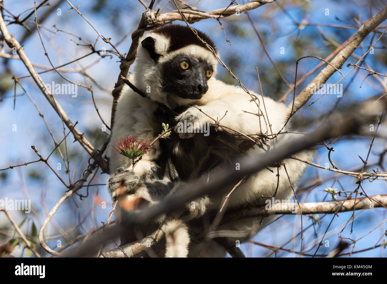 Alimentation sifaka sur un arbre. Madagascar, Afrique. Banque D'Images