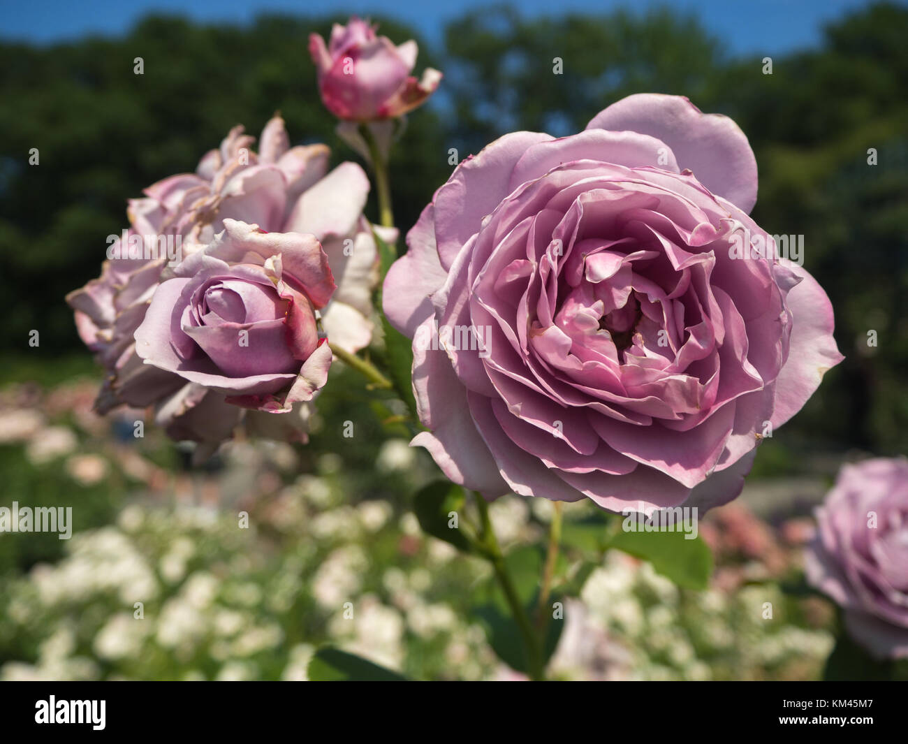 Plusieurs des roses lavande en fleur Banque D'Images