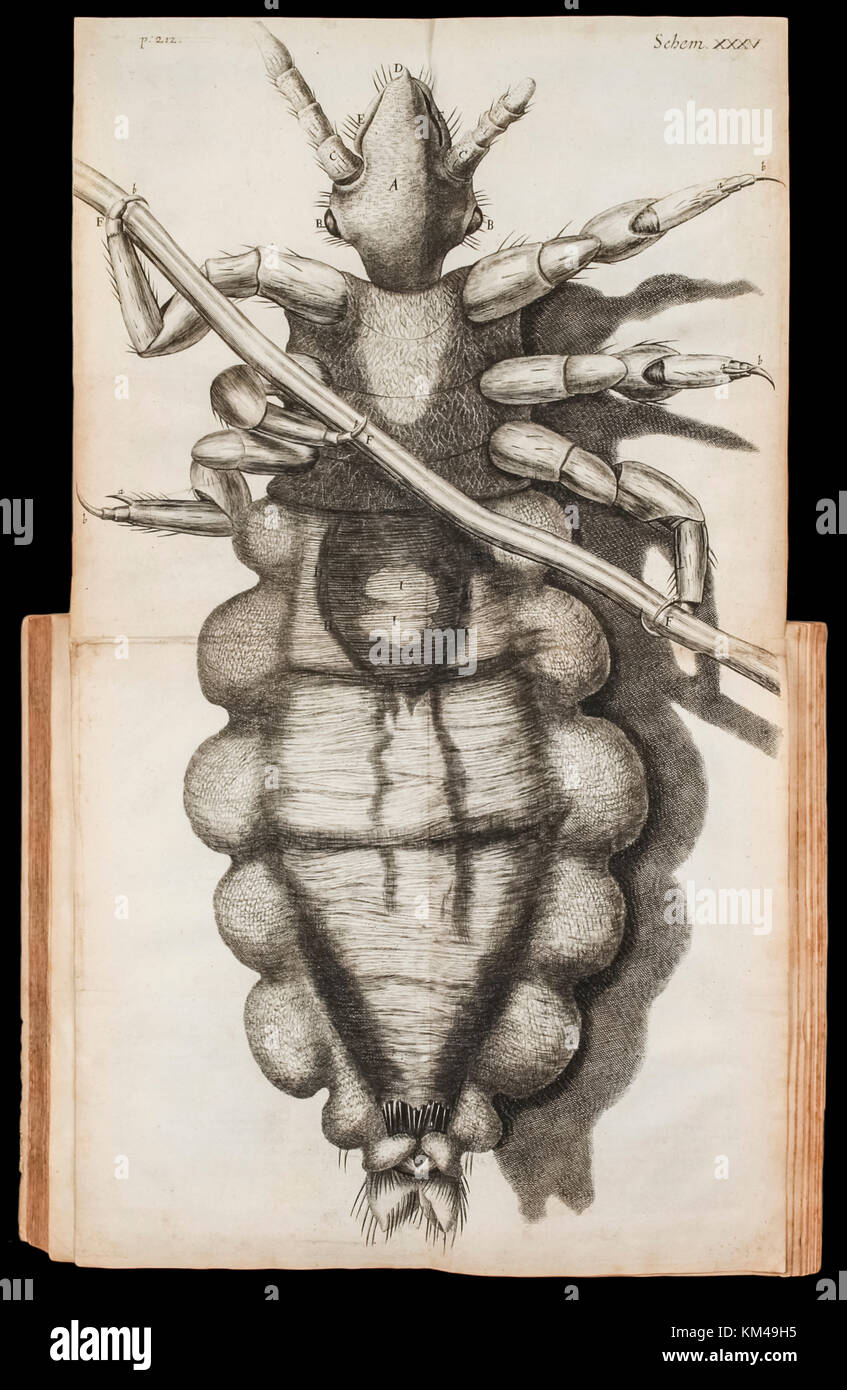 Illustration dépliante d'un pou sur une mèche de cheveux de la "icrographia' par Robert Hooke (1635-1703) publié en 1665 à propos de ses observations au microscope. Voir plus d'informations ci-dessous. Banque D'Images