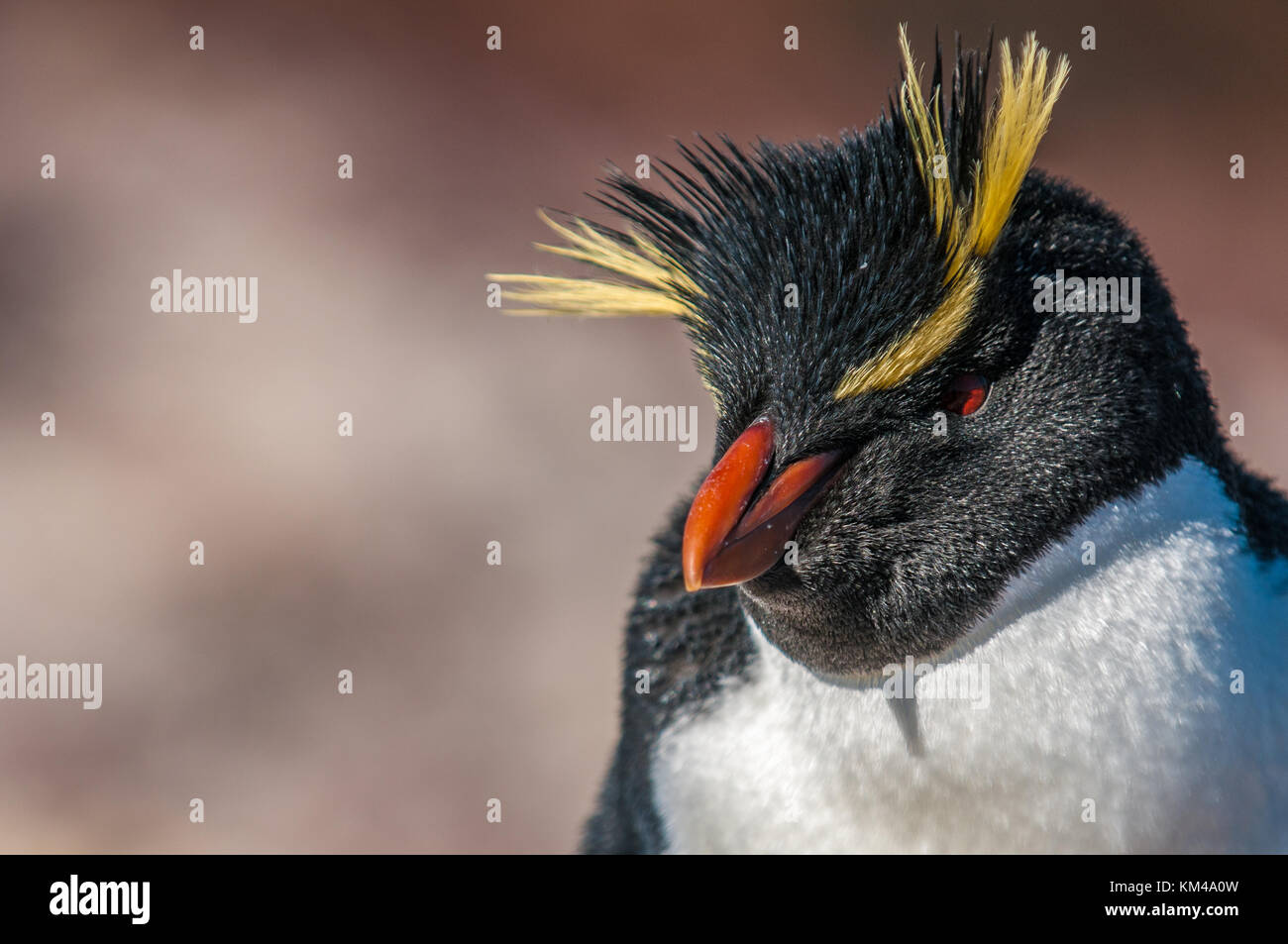 Rockhopper Penguin, Patagonie, Argentine Banque D'Images