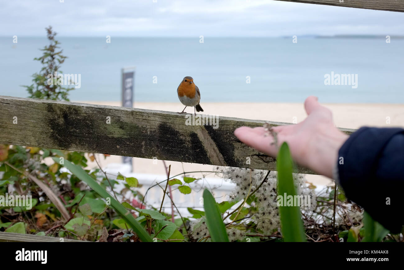 L'alimentation à la main une rubicula erithacus st ives cornwall uk Banque D'Images