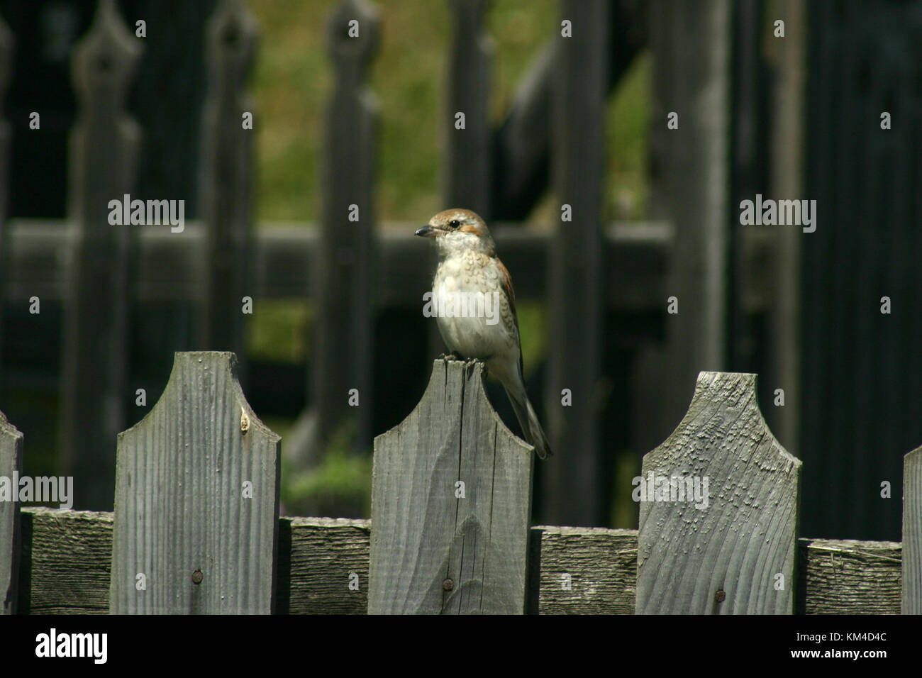 House Sparrow le fence Banque D'Images