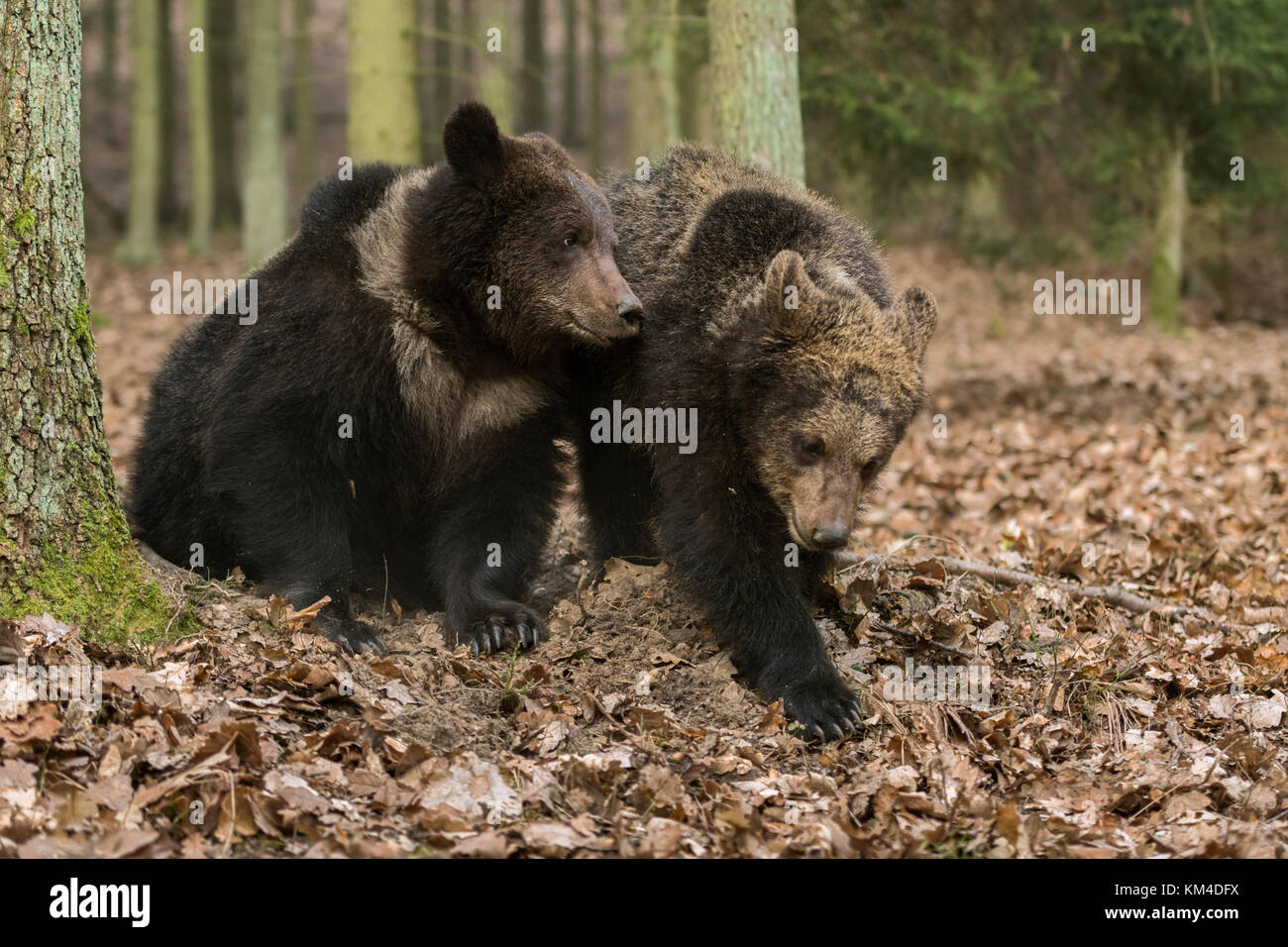Ours bruns / Braunbaeren ( Ursus arctos ), deux frères et sœurs, jeunes, adolescents, jouant ensemble dans une forêt de dicotylédones automnale, Europe. Banque D'Images