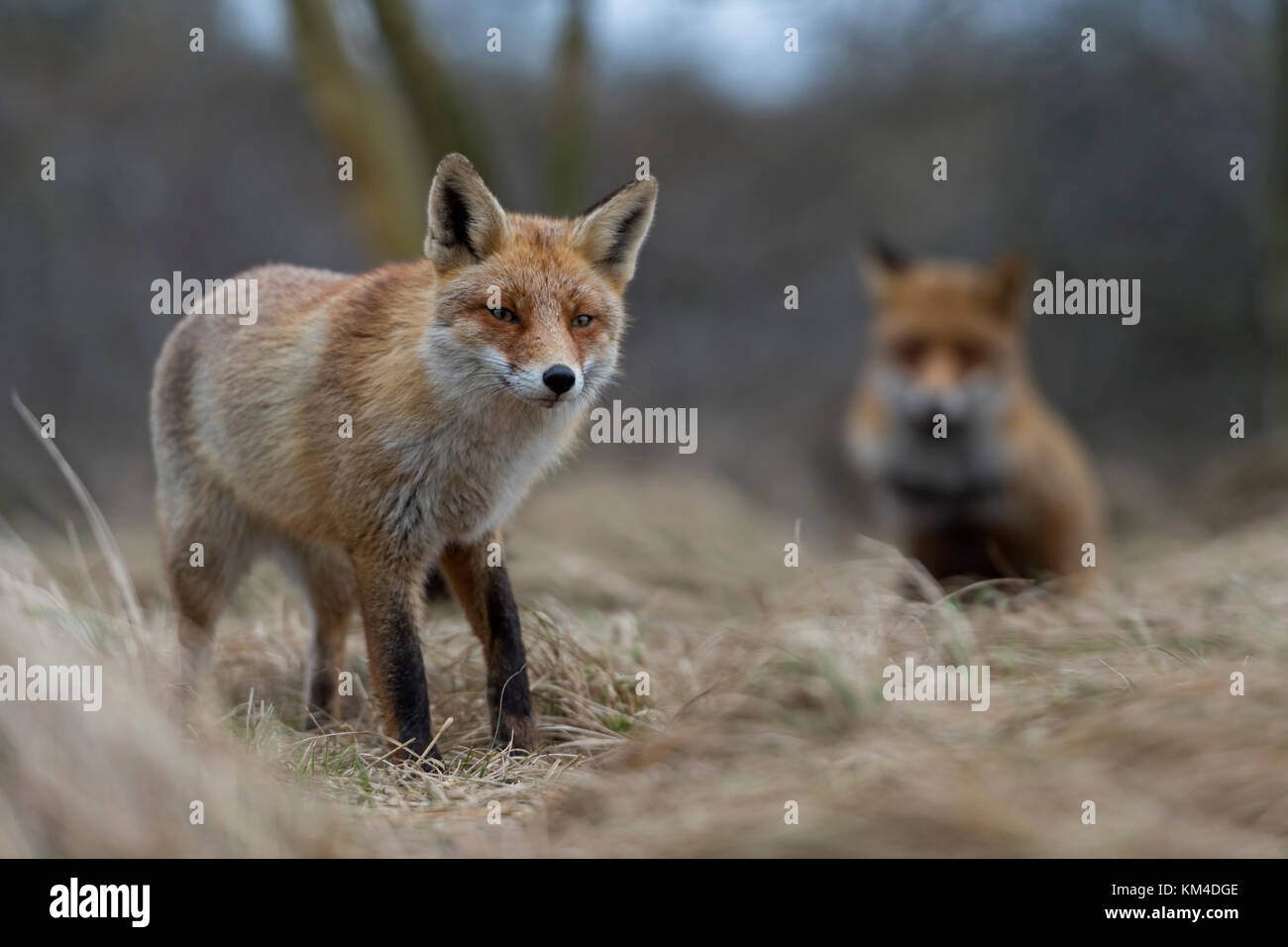 Le renard roux / rotfüchse ( Vulpes vulpes ), deux adultes, debout, assis, regardé le prudent, dans les arbustes au bord d'une forêt, l'Europe. Banque D'Images
