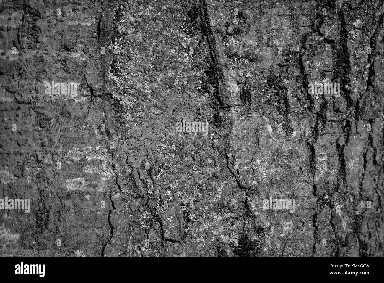 Photo en noir et blanc de l'écorce des arbres Banque D'Images