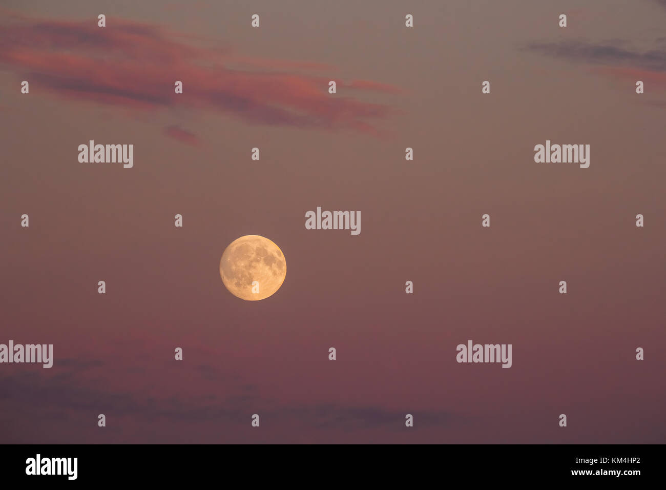 Pleine lune en fond de ciel de ciel de ciel de violet rose Photo Stock