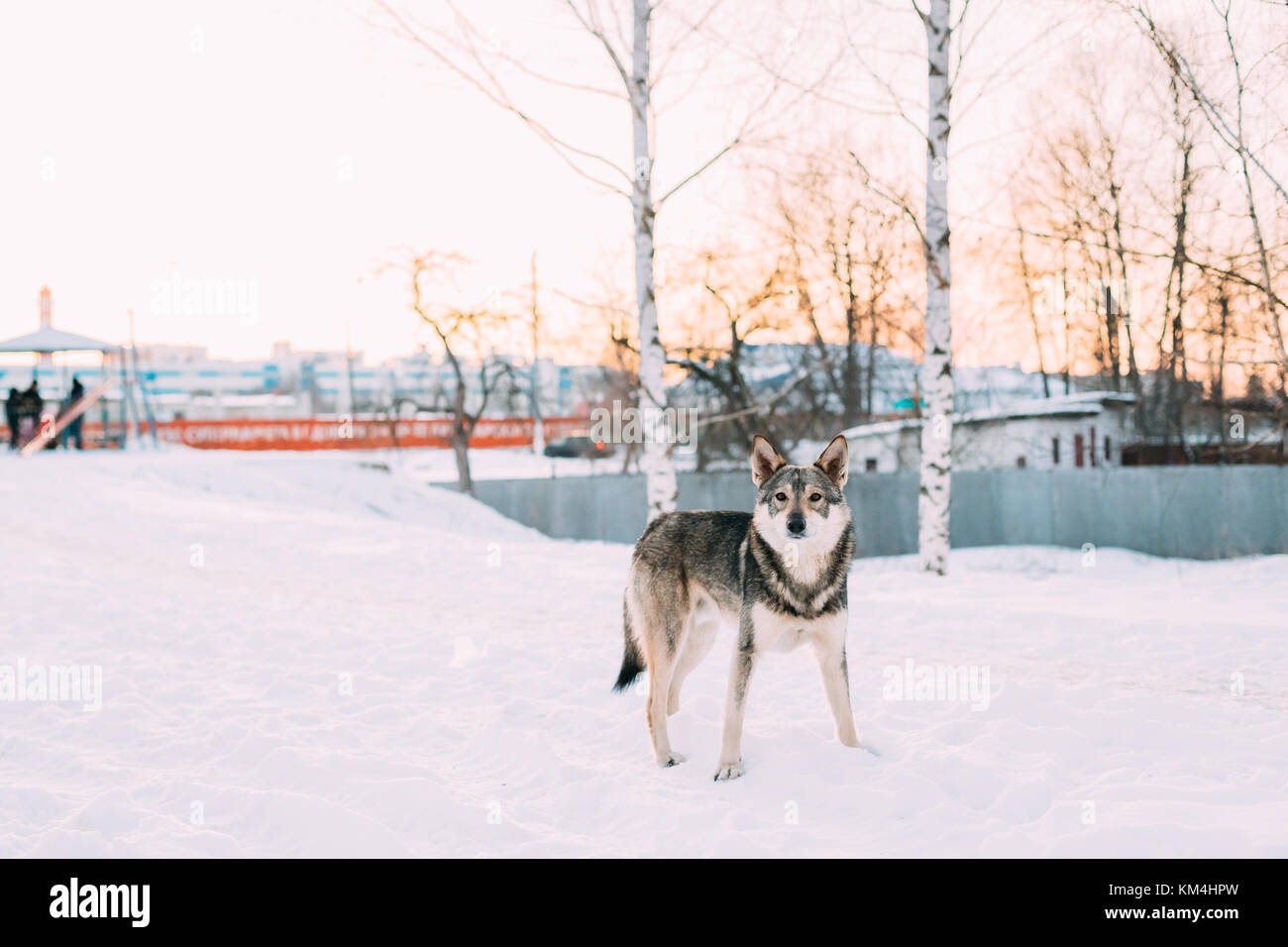 Gray mixed breed dog rouge de taille moyenne d'un séjour en plein air. la neige saison d'hiver. Banque D'Images