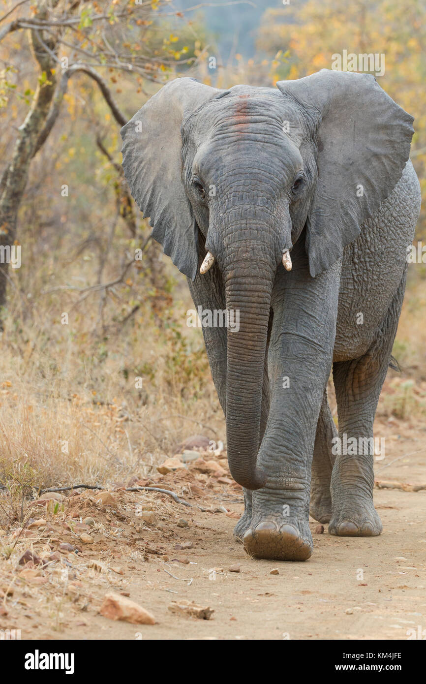 Portrait de l'éléphant d'vertical jeu marakele park, afrique du sud, avec l'automne mopani jaunes à l'arrière-plan Banque D'Images