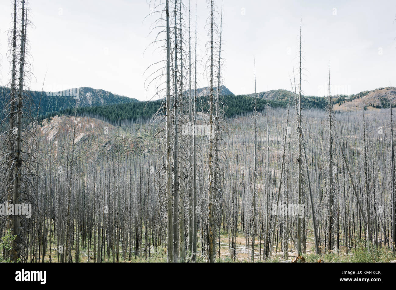 De vastes forêts endommagées d'incendie de forêt près de harts pass, pasayten wilderness, Washington. Banque D'Images
