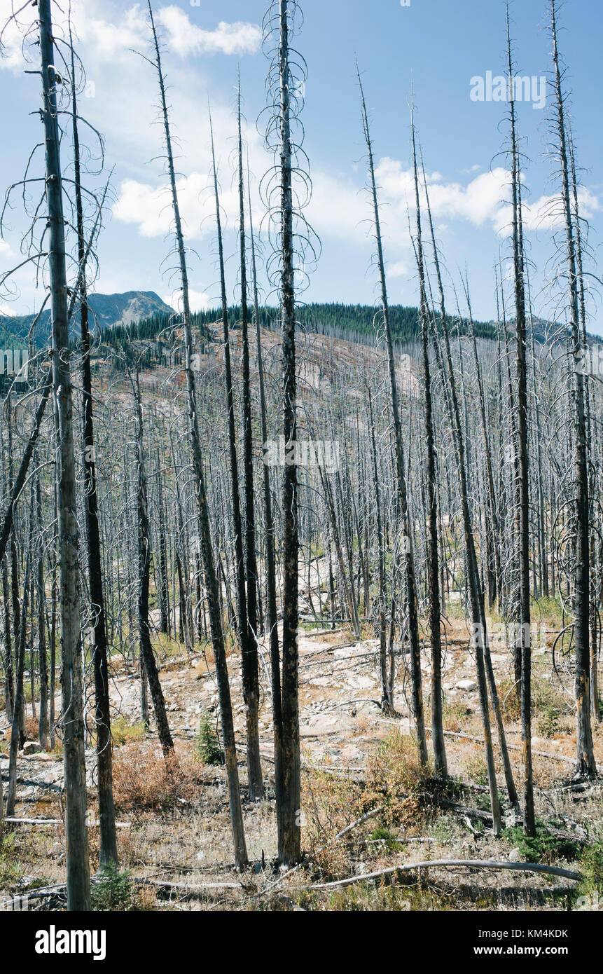 De vastes forêts endommagées d'incendie de forêt près de harts pass, pasayten wilderness, Washington. Banque D'Images