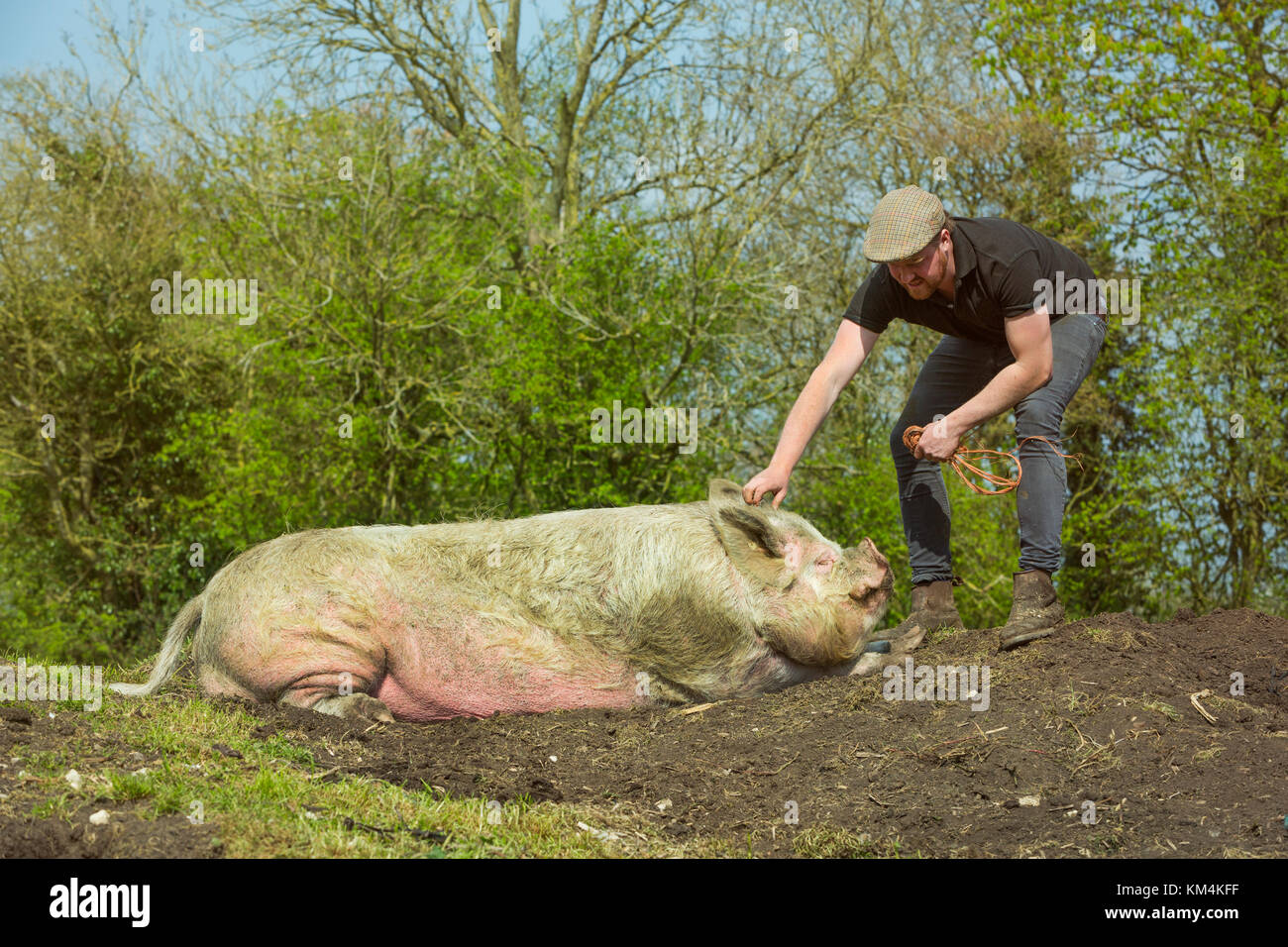 Pig couché dans la boue se rayer sur la tête par un homme. Banque D'Images
