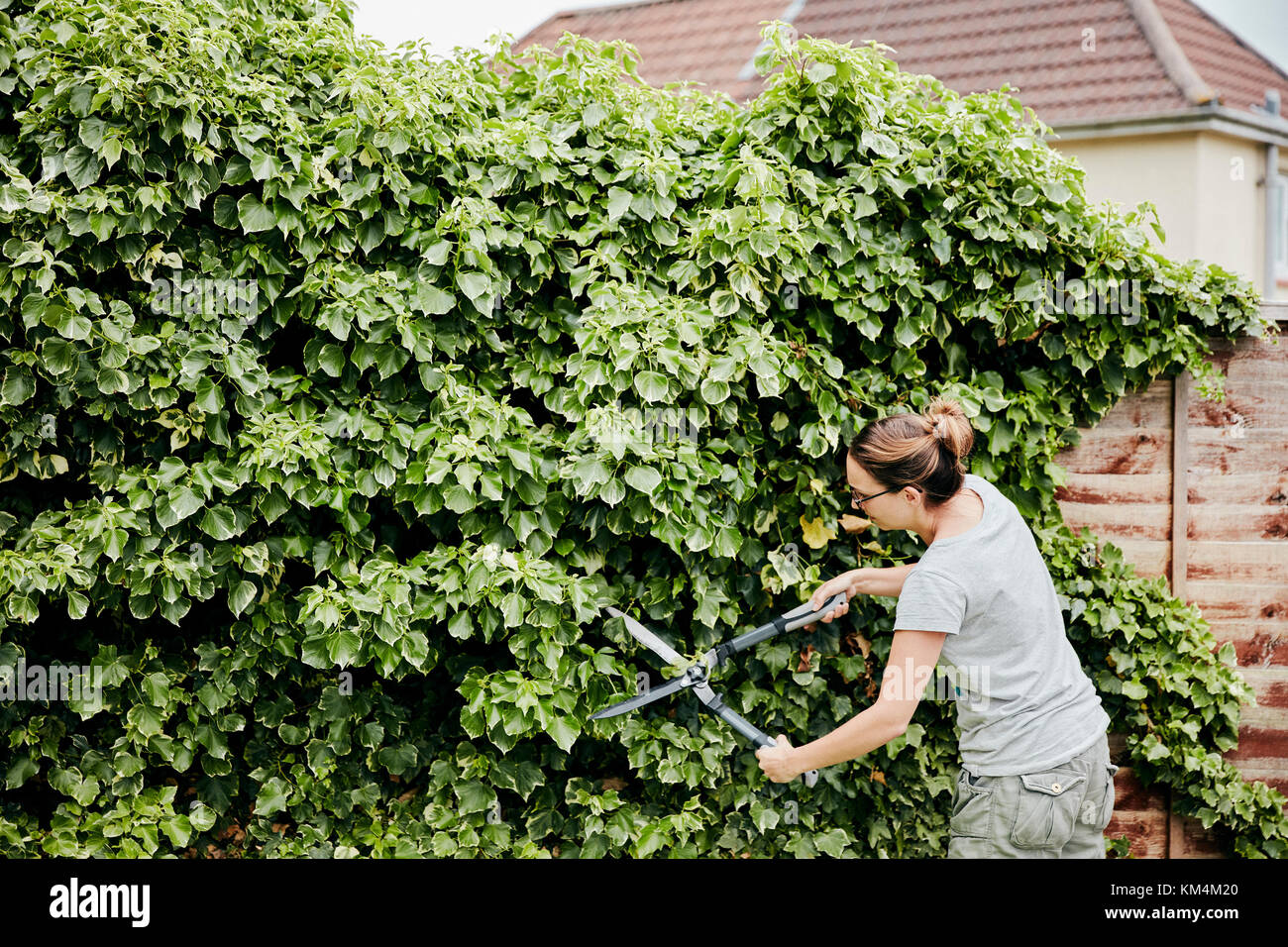 Une femme à l'aide de cisailles pour couper une plante grimpante qui grandissent sur une clôture. Banque D'Images Une femme à l'aide de cisailles pour couper une plante grimpante qui grandissent sur une clôture. Banque D'Images