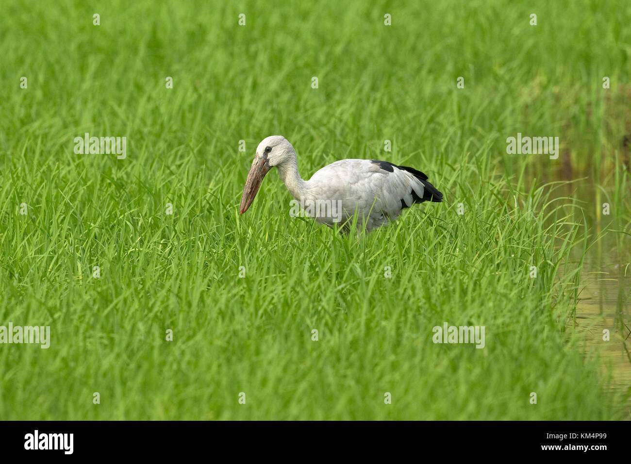 Asian Openbill Anastomus (oscitante) Sri Lanka LK Asie Novembre 2017 Banque D'Images