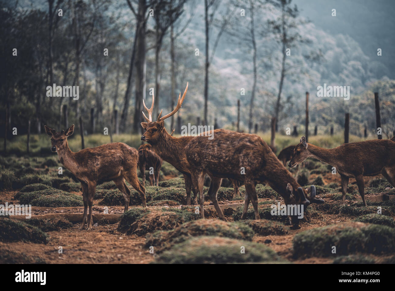 Cerfs de Virginie dans une ferme à Bandung en Indonésie Banque D'Images
