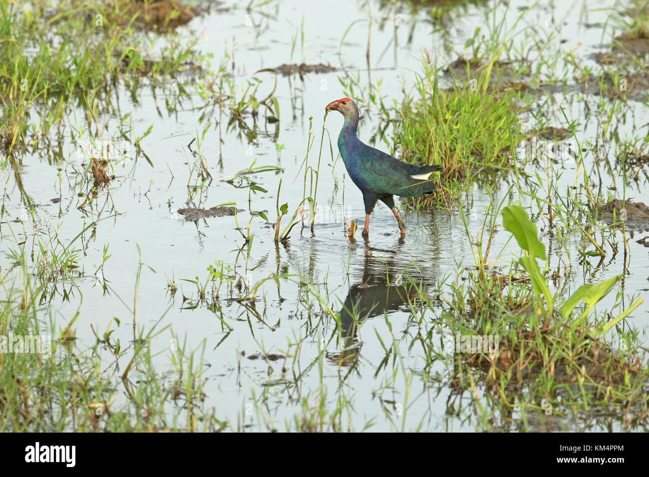 Talève Sultane à tête grise (Porphyrio poliocephalus) LK Sri Lanka Asie Novembre 2017 Banque D'Images