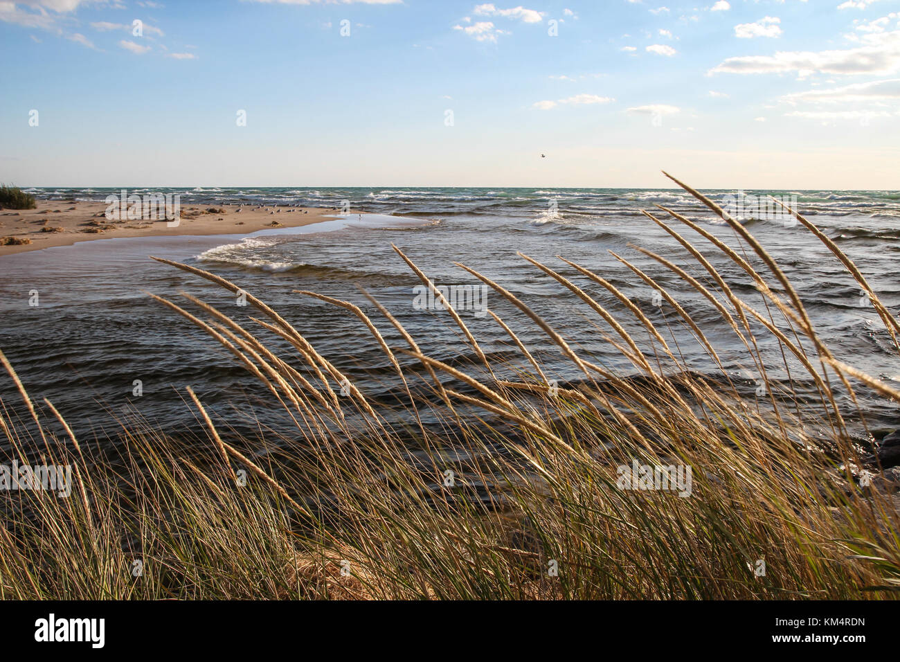 Vagues sur la côte du lac Michigan avec de l'herbe de dunes en premier plan au parc national de Ludington, au Michigan. Banque D'Images