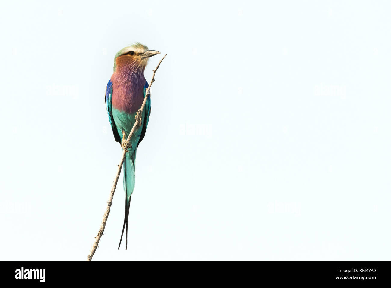 Lilac-breasted roller (Coracias caudatus) perché sur fond blanc rameau Etosha National Park, Namibie Banque D'Images