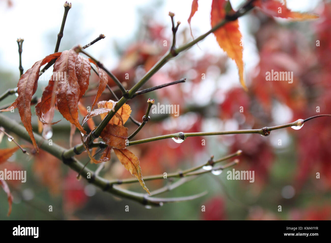 Une macro close up shot de gouttelettes de rosée sur une branche d'arbre avec des feuilles rouges en automne. prises en chine Banque D'Images