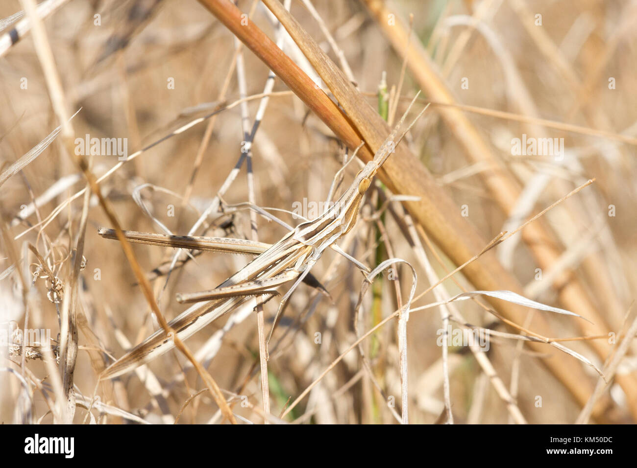 Acrida sp., une sauterelle criptyc dans une prairie sèche, france corse. Banque D'Images