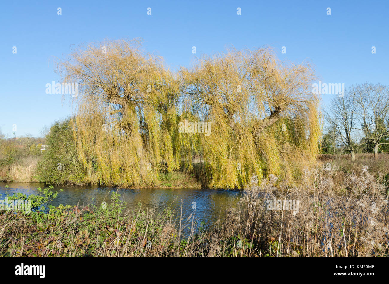 Saule pleureur Salix babylonica ou d'arbres sur les rives de la rivière Avon près de Stratford-upon-Avon dans le Warwickshire en hiver Banque D'Images
