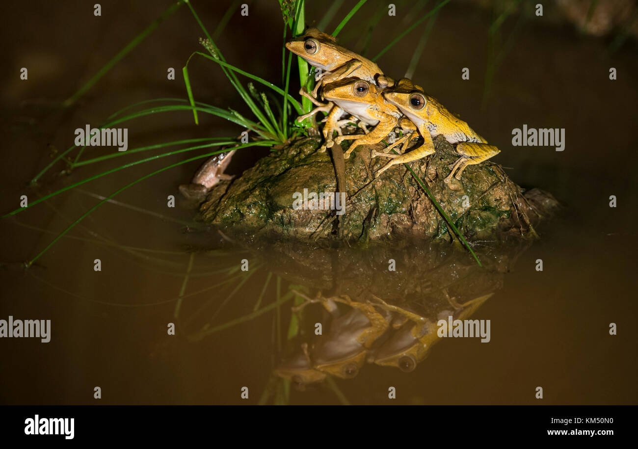 Hibou fichier repos grenouilles Banque D'Images