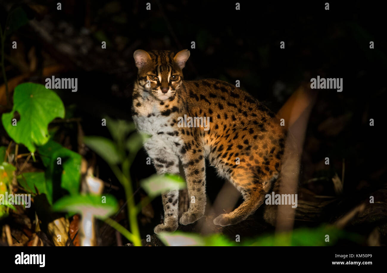 Chat-léopard bornéo Malaisie Banque D'Images