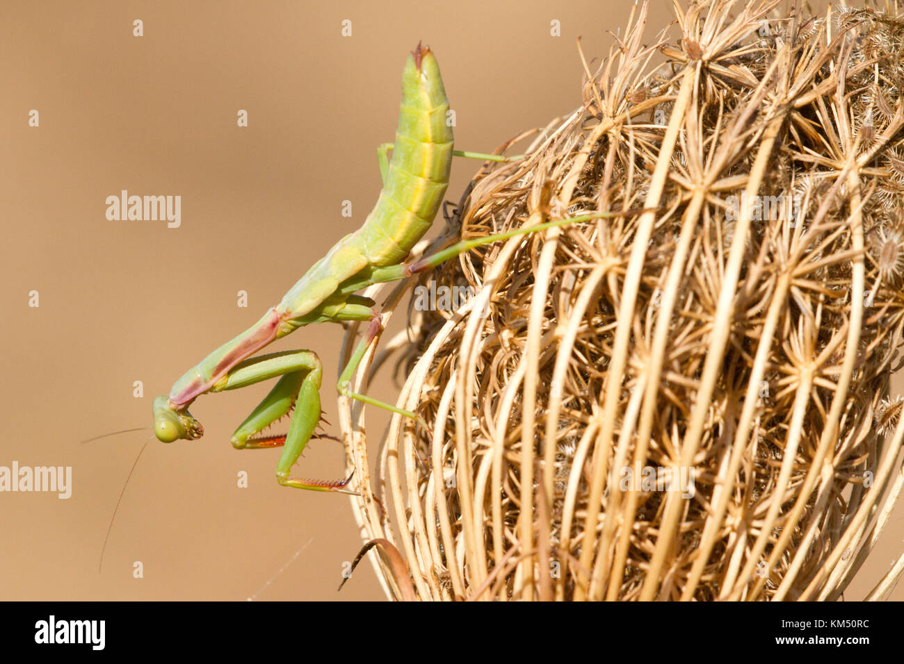 Un nynph d'une mante religieuse (Mantis religiosa) est en attente d'une proie sur l'herbe morte, Banque D'Images