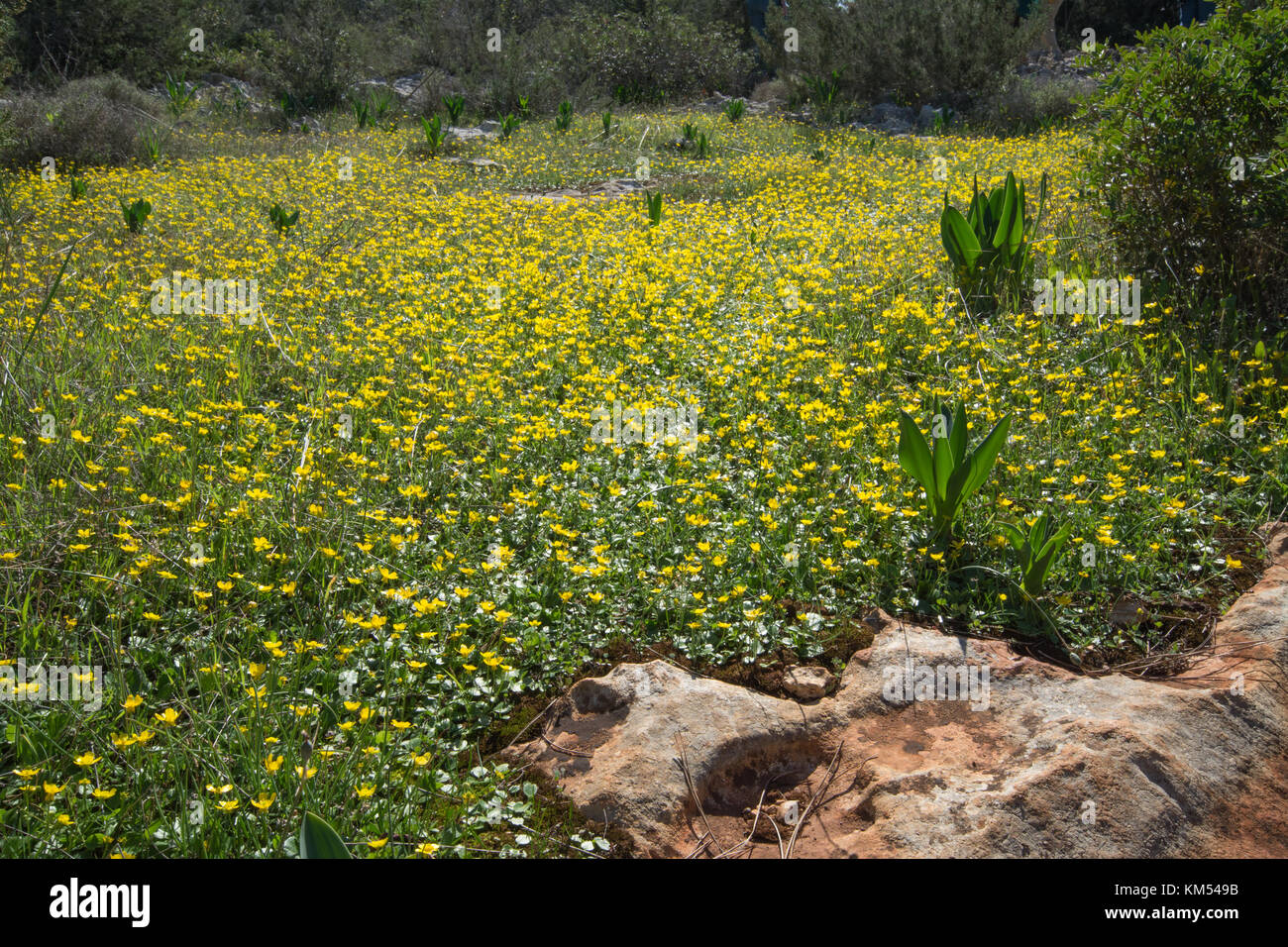 Dans le paysage lapiez Pegeia Forest à Chypre avec un tapis de Ranunculus bullatus automne (renoncules) Banque D'Images