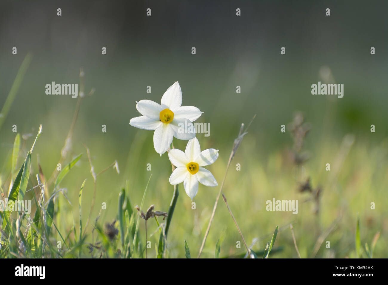 Fleurs de Narcissus tazetta sauvages à Chypre Banque D'Images