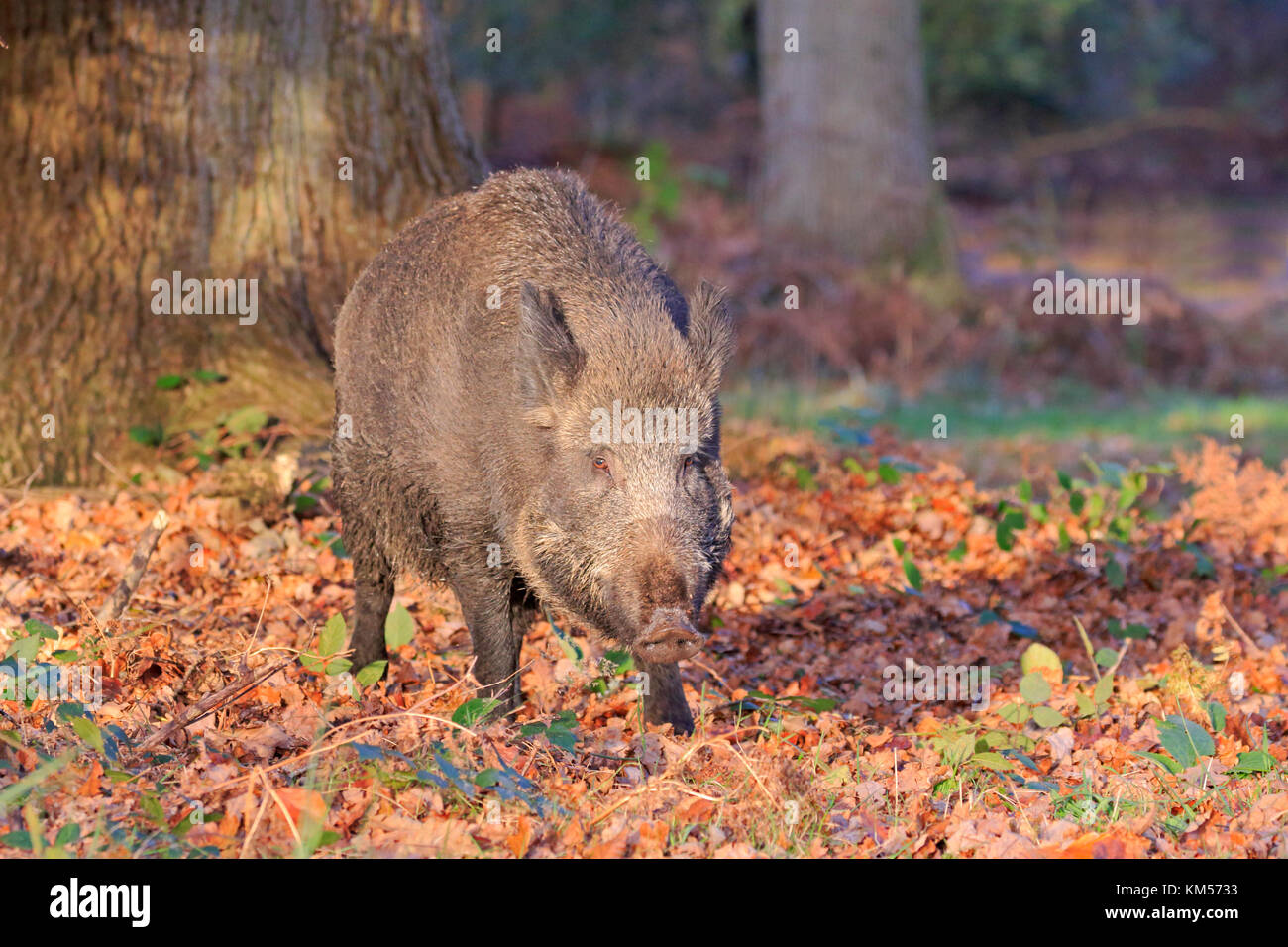 Sanglier adultes semer dans la forêt de Dean Banque D'Images