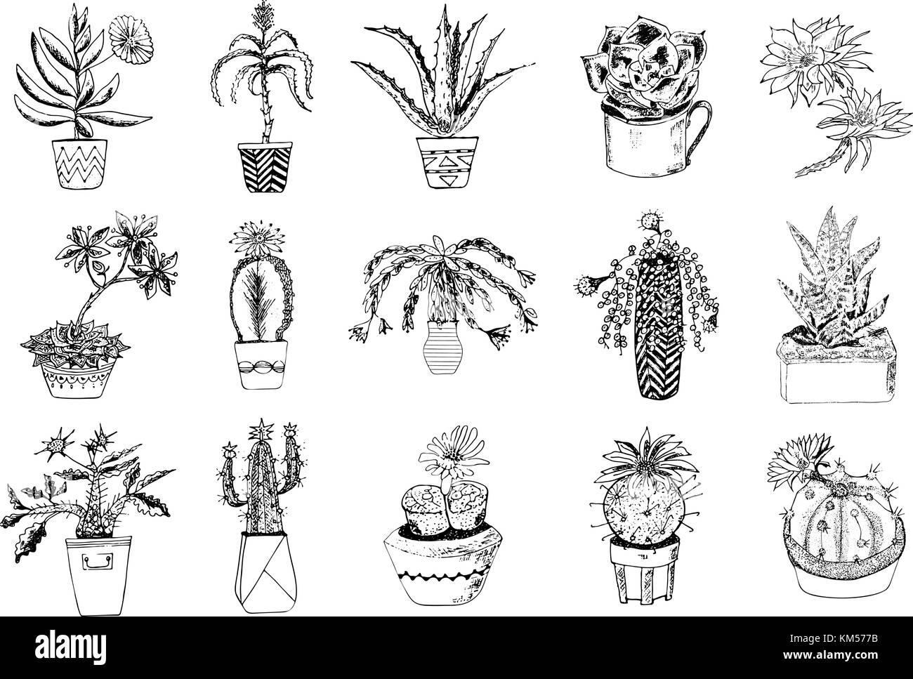 Jeu de plantes succulentes, cactus, peyote, Echeveria, haworthia, aloe vera. vert plantes décoratives dans la tasse et de pots de fleurs feuilles botanique.. gravé à la main. vector collection buissons et branches. Illustration de Vecteur