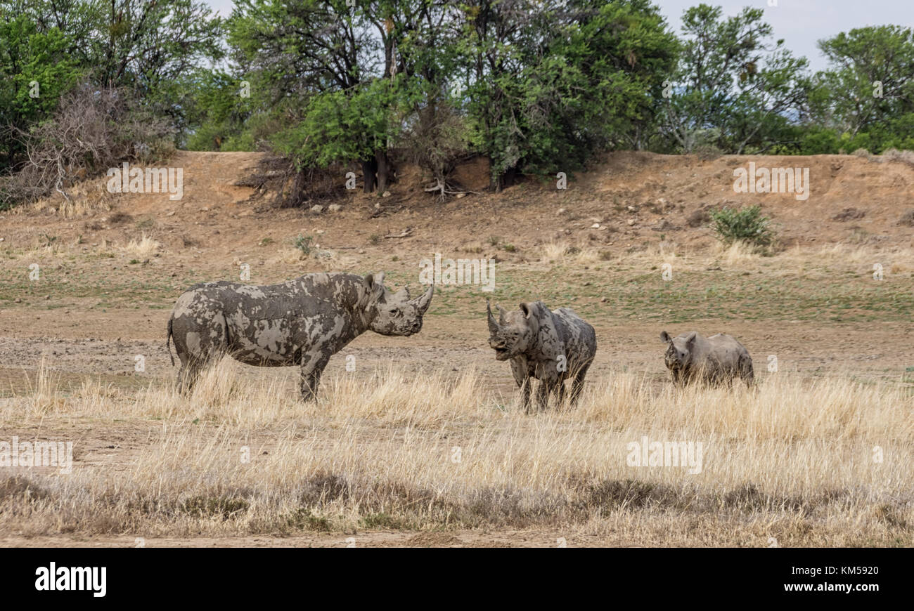 Une famille de rhinocéros noirs dans le sud de la savane africaine Banque D'Images