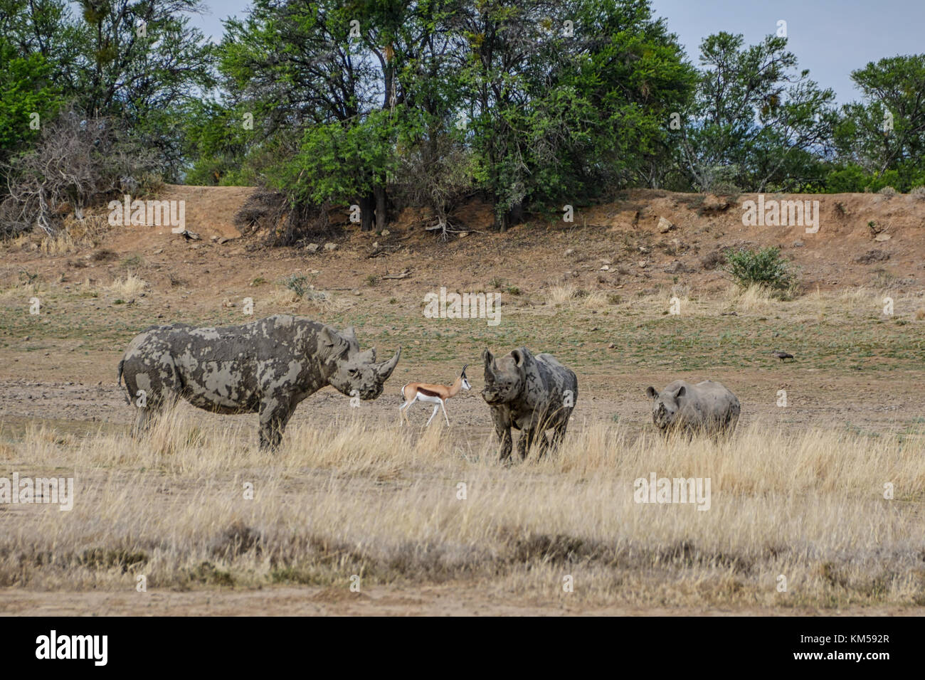 Une famille de rhinocéros noirs dans le sud de la savane africaine Banque D'Images