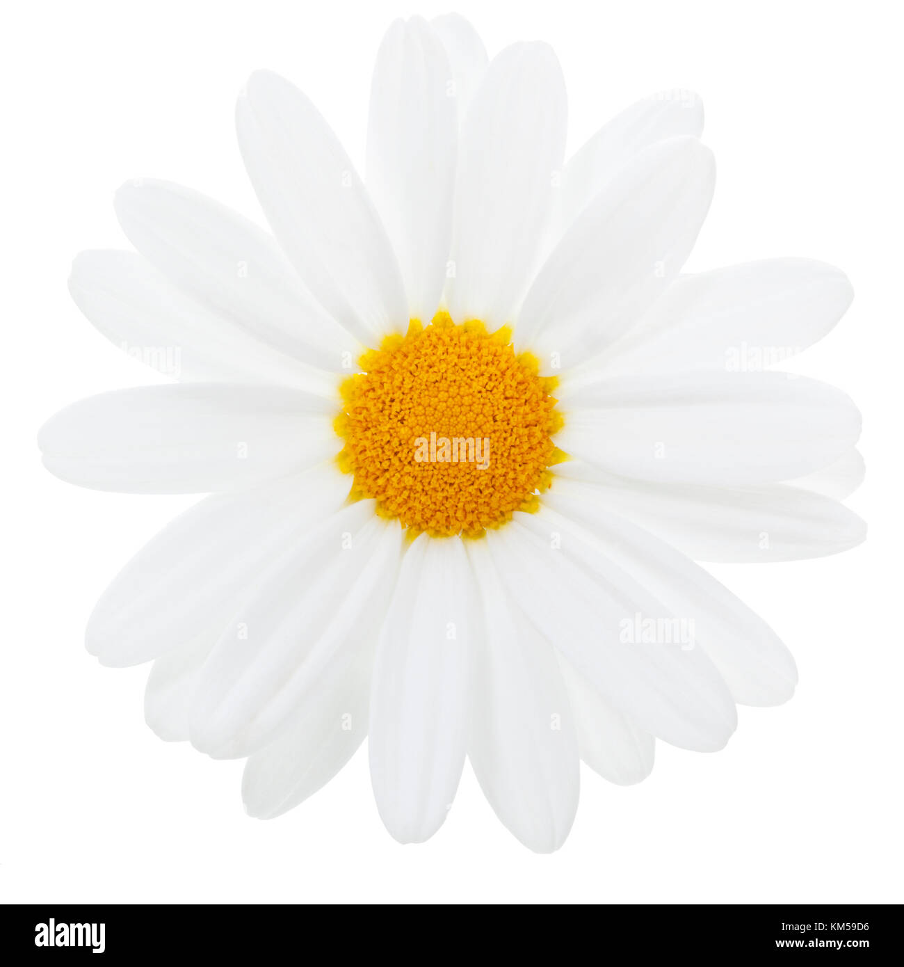 Marguerite daisy blossom isolated with clipping path Banque D'Images