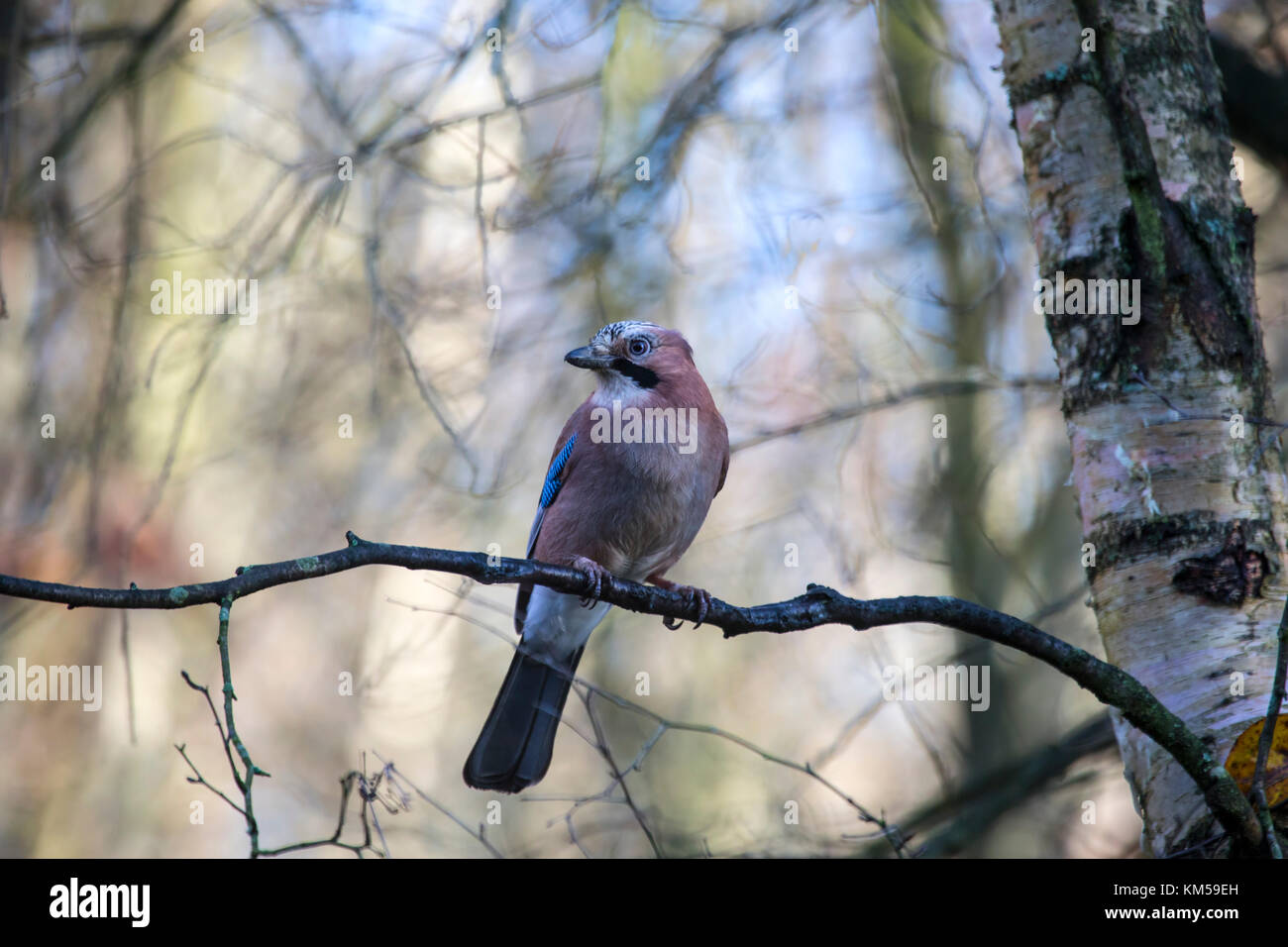 Eurasian Jay Garrulus glandarius perché sur une fine branche d'arbre en hiver Banque D'Images