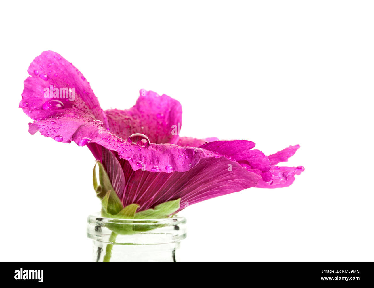 Libre de la mauve fleur avec gouttes de rosée, side view, isolated on white Banque D'Images