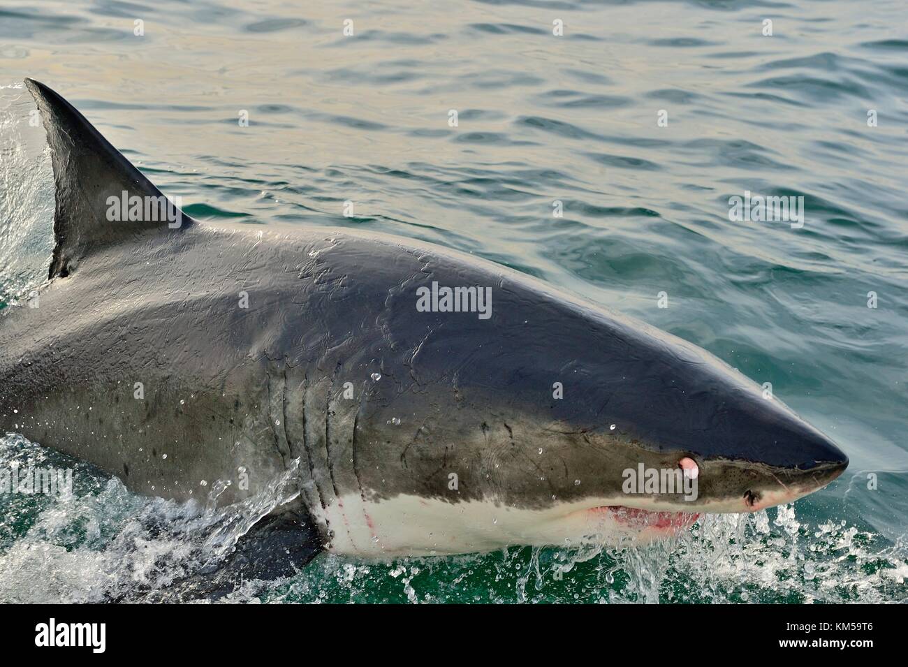 Grand requin blanc violer dans une attaque sur la chasse de phoques. Un grand requin blanc (Carcharodon carcharias) Afrique du Sud. Banque D'Images