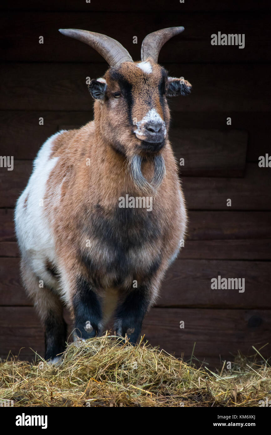 Chèvre domestique, Capra aegagrus hircus Banque D'Images