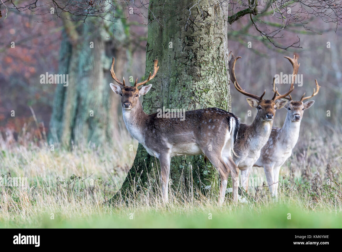 Daims parc Buck(Dama dama) à Holkham dans North Norfolk. Banque D'Images